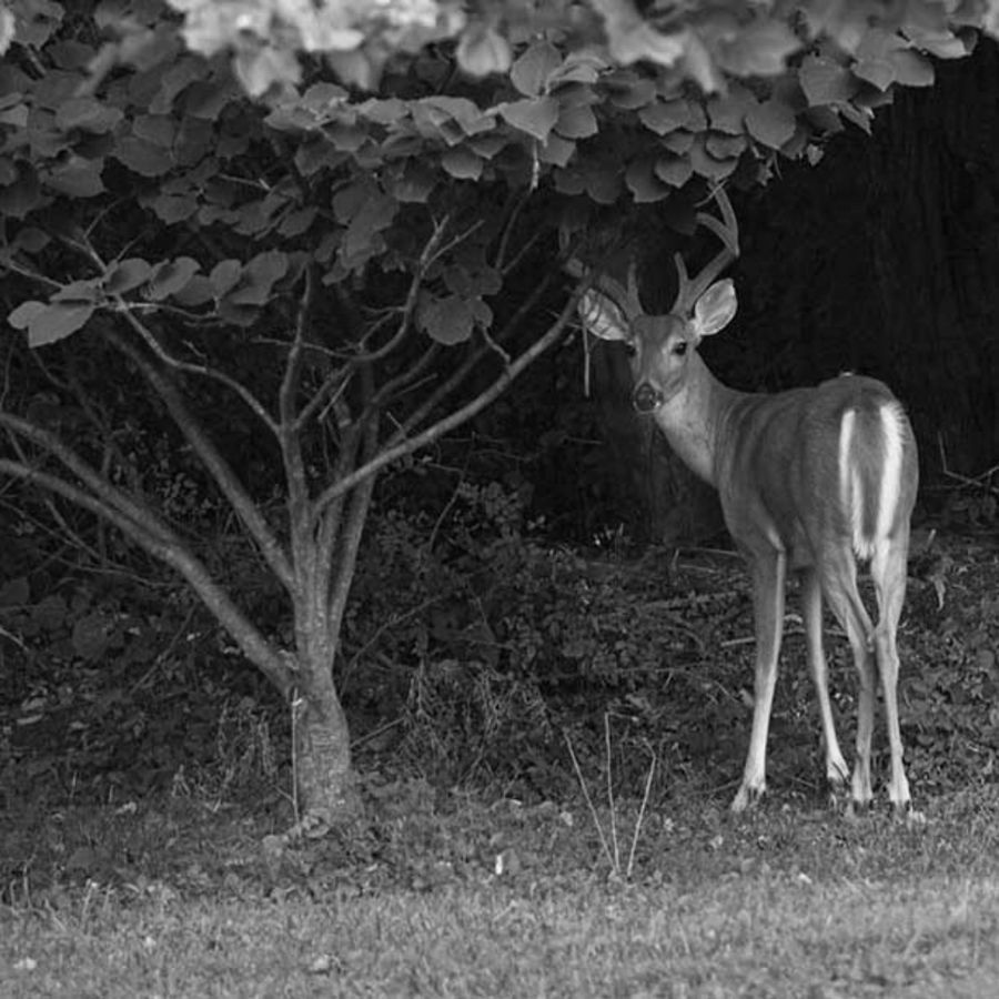 The Surprising Use of Human Hair in Animal Repellence